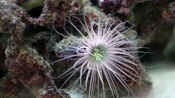 Beautiful anemones slowly move under water 4K alt