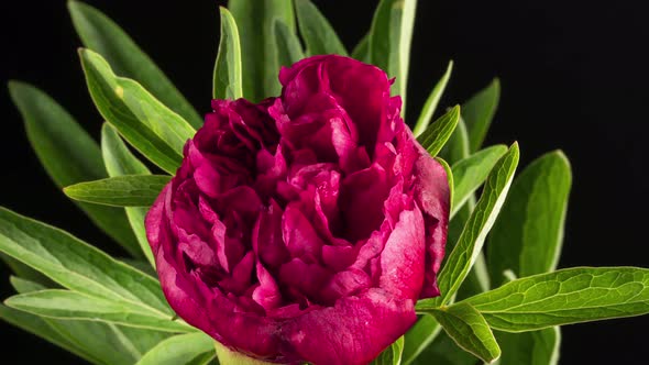 Pink Flower of Peony Blooming Isolated on Black Backdrop alt