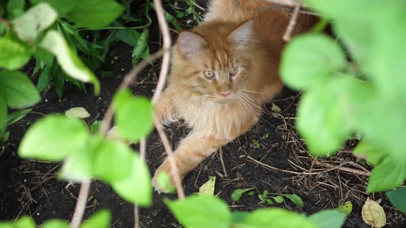 Big Ginger Cat Sitting in the Garden Bush alt