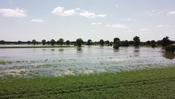Floodplains and drowned trees at river Maas in the Netherlands, Aerial alt
