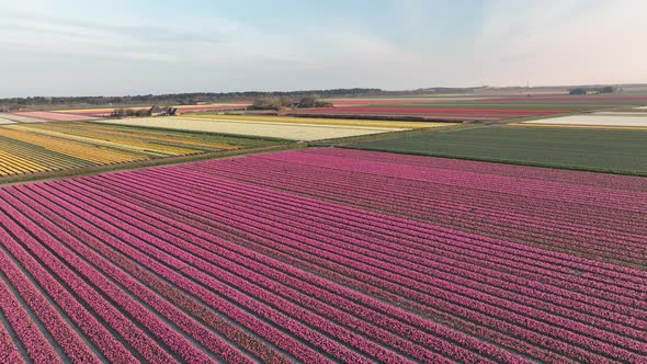 Tulip fields in The Netherlands 3 - North-Holland spring season sunrise - Stabilized droneview in 4k alt