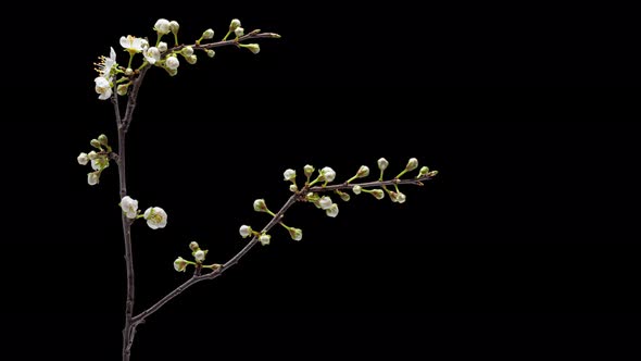 Time Lapse Flowering Flowers of Cherry Plum alt
