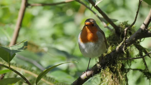 European Robin Sitting on Tree Branch. Erithacus Rubecula in Forest. Robin or Robin Redbreast. Slow alt
