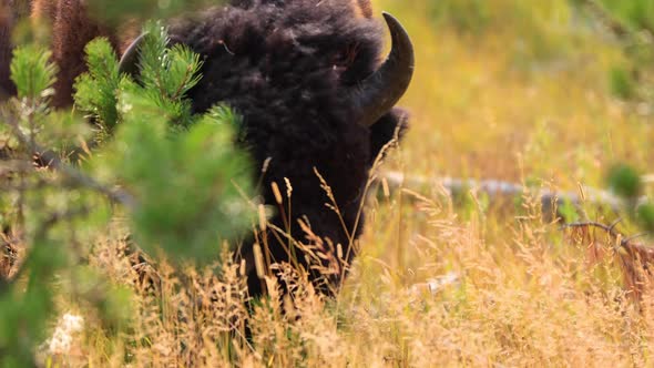 Bison in Yellowstone National Park alt