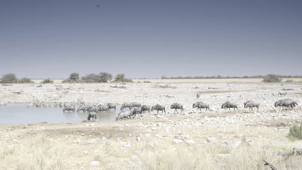 Wildebeest Walking Towards Waterhole