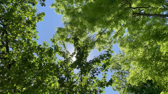 Bottom Up View of Lush Green Foliage of Trees with Afternoon Sun alt