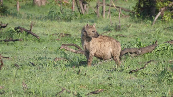 Pregnant spotted hyena looking around the bush alt