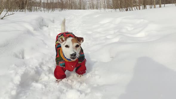 Cheerful dog Jack Russell in overalls shakes off the snow, close-up alt