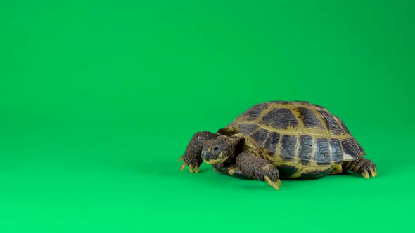 Turtle on a Green Background Screen alt