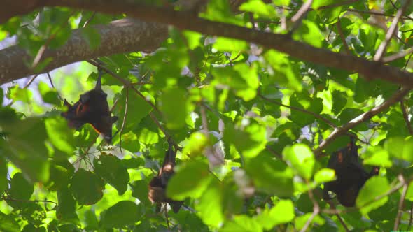 Flying Foxes Hanging on a Tree Branch and Washing Up alt