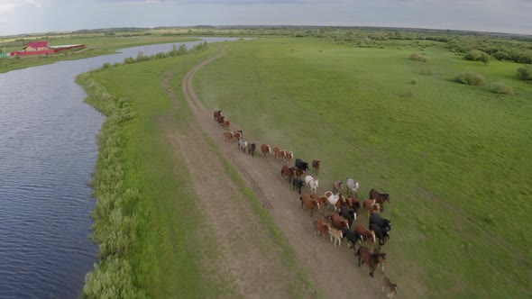 A Herd of Horses Gallops Through a Green Meadow Along the River