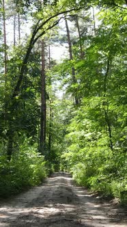 Vertical Video of Summer Forest By Day alt