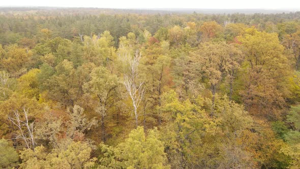 Forest with Trees in an Autumn Day alt