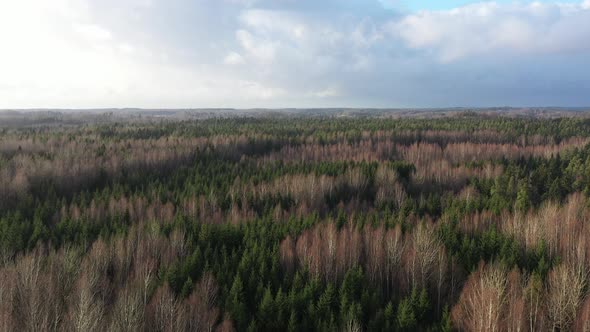 Aerial flight over a forest in autumn