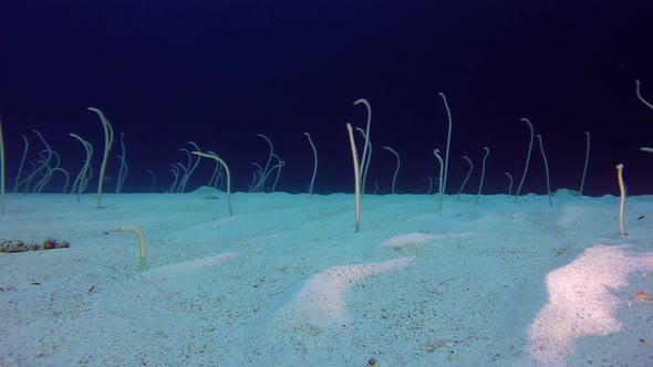 Underwater Beautiful Garden Eels alt