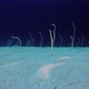 Underwater Beautiful Garden Eels - VideoHive Item for Sale