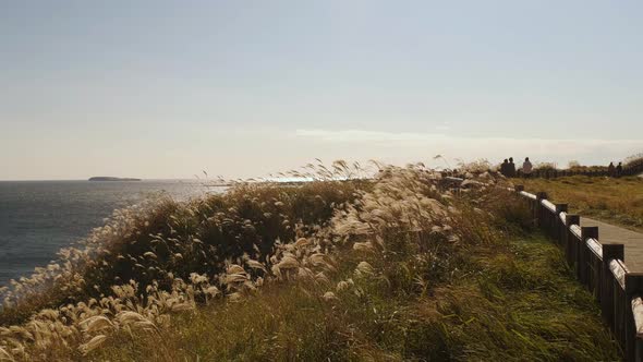 A reed-covered coastal promenade. Songaksan Mountain in Jeju Island. alt