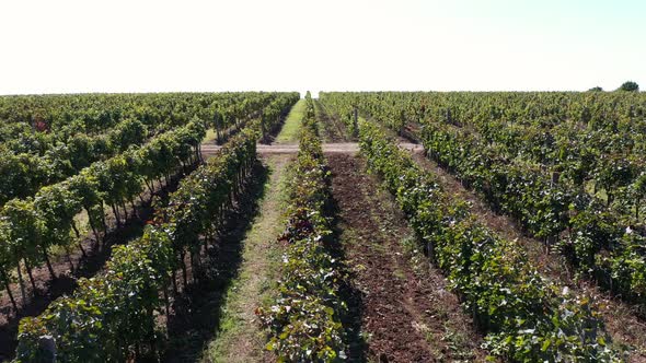 Viticulture in Autumn alt