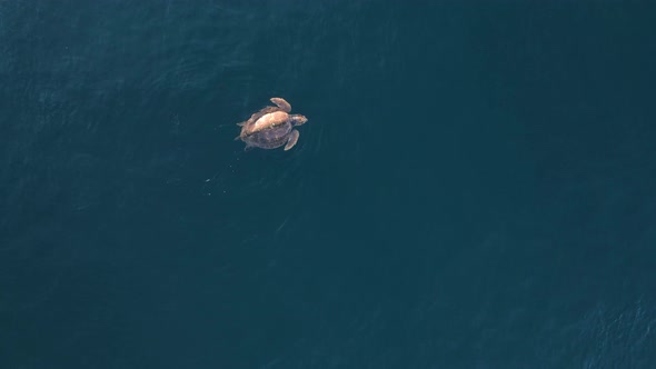 High drone view looking down at a large sea turtle resting on the surface of the water breathing in alt