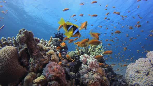 Sea Water Coral Garden alt