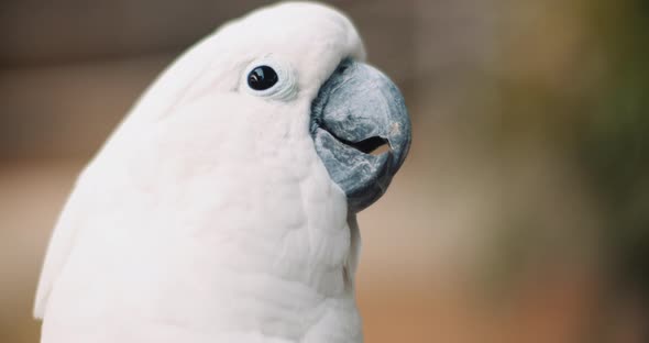 Close up of White Cockatoo taking out its tongue,shallow depth of field.BMPCC 4K alt