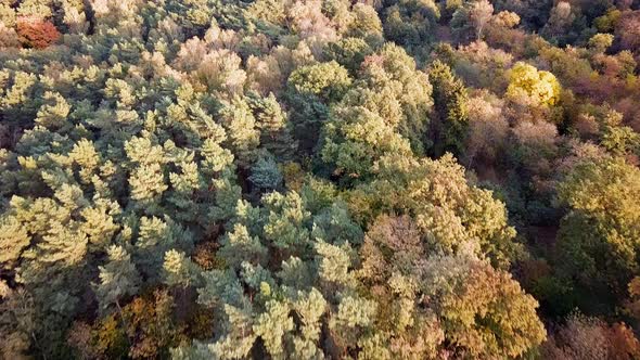 Autumn Forest Aerial