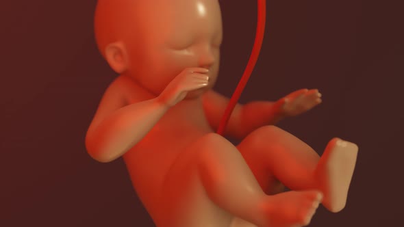 Human Fetus