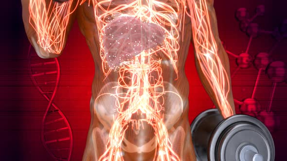 3D abstract medical animation of the liver alt