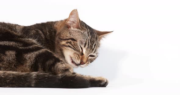 Brown Tabby Domestic Cat Eating against White Background, Slow motion 4K alt