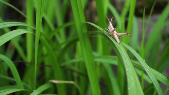 Macro shot of brown wild Grasshopper resting on green grass plant in nature during sunlight alt