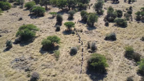 Aerial Tracking Shot, Wildebeest galloping in single file line through wilderness alt