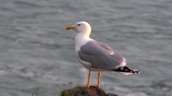 Seagull alt