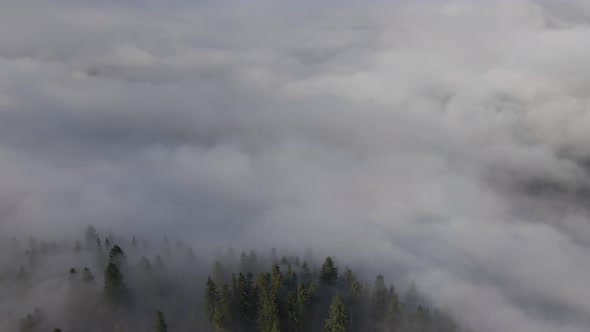 Aerial Footage of Spruce Forest Trees on Mountain Hills at Misty Day alt