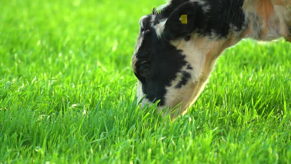 Cows in Field Grazing on Grass and Pasture in Australia on a Farming Ranch alt
