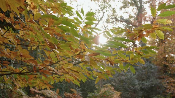 Autumn / Fall Sunlight Breaks Through Trees As Camera Pans Around Branch alt