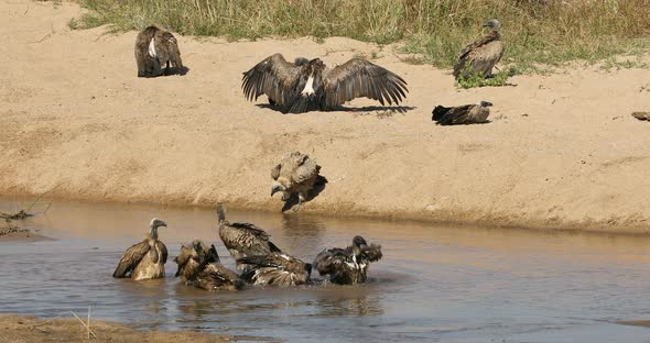 White Backed Vultures Bathing And Basking In Sun alt