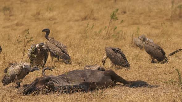 Vultures feeding on a wildebeest carcass alt
