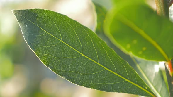 Green Laurus nobilis laurel tree leave outdoor slow panning shallow DOF 4K 2160p UltraHD footage - L alt