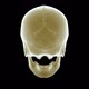 Skull Xray - VideoHive Item for Sale