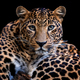 Adult leopard portrait. Animal on dark background - PhotoDune Item for Sale