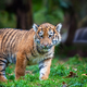 Tiger cub in the wild. Baby animal in green grass on waterfall background - PhotoDune Item for Sale