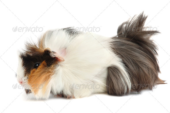 Guinea pig - Stock Photo - Images