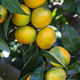 Ripe mandarin oranges on trees. oranges branch with green leaves on tree, Tangerine sunny garden - PhotoDune Item for Sale