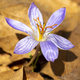 Wild flower in nature; Crocus Sativus - PhotoDune Item for Sale