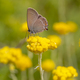 Satyrium abdominalis butterfly on Helichrysum arenarium flower. - PhotoDune Item for Sale