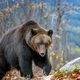 Large brown bear walking across forest - PhotoDune Item for Sale