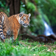 Tiger cub in the wild. Baby animal in green grass on waterfall background - PhotoDune Item for Sale