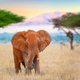 Elephant standing in savannah with acacia trees in sunset background - PhotoDune Item for Sale