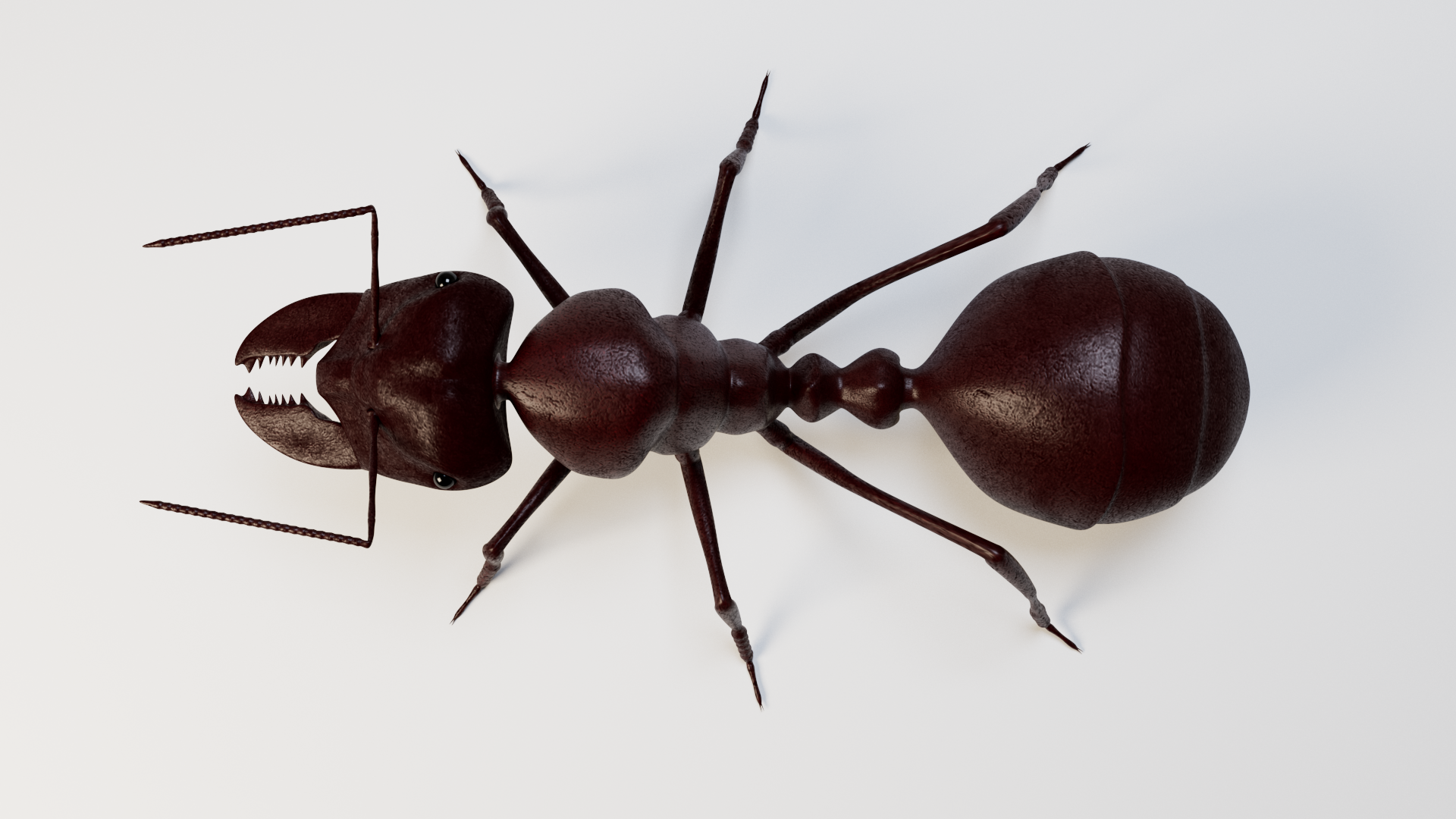 Ant 3d Model By Madi7779 3docean