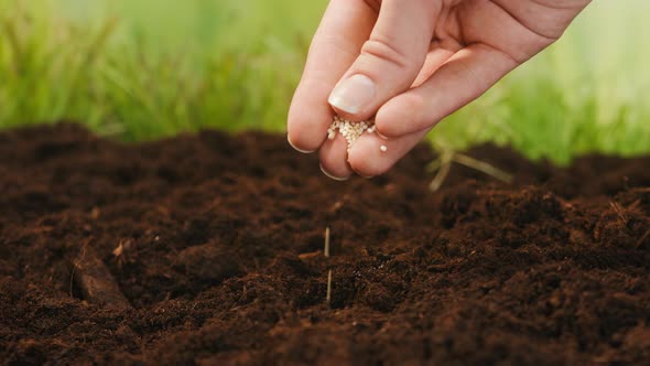 Planting Small White Seeds in the Ground with Hand Putting Grains Into Fertile Soil Landing Plants alt